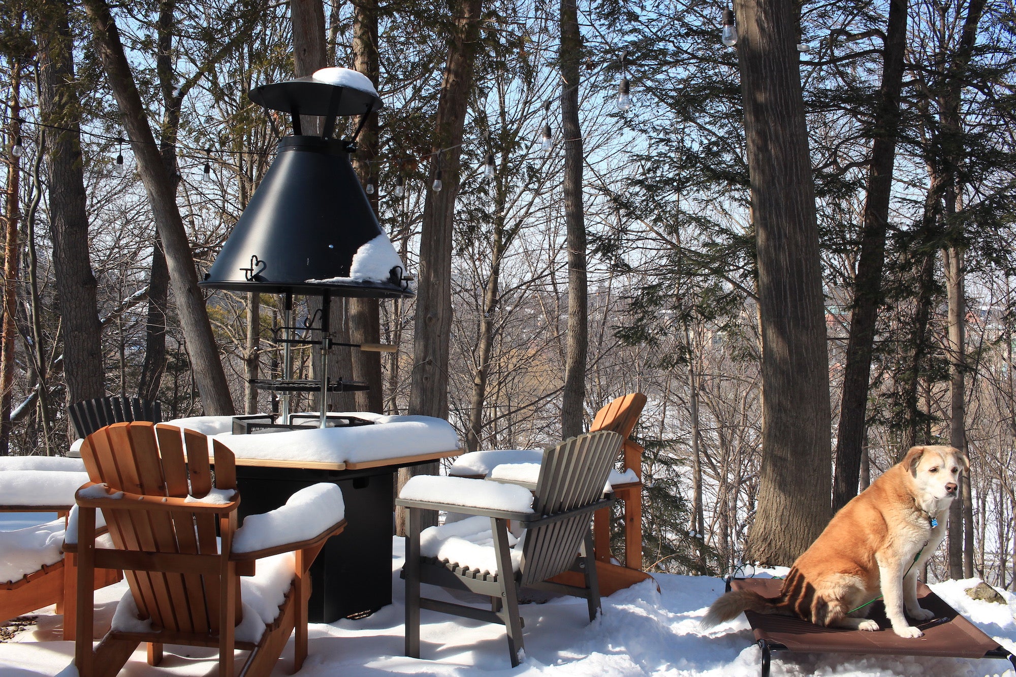 A snow covered Kota Grill with hood and a dog bask in the sunlight.